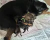 Great Dane