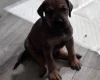 Great Dane