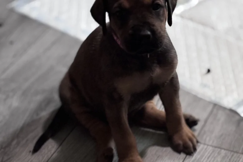 Great Dane