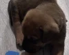 Great Dane