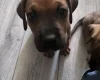 Great Dane