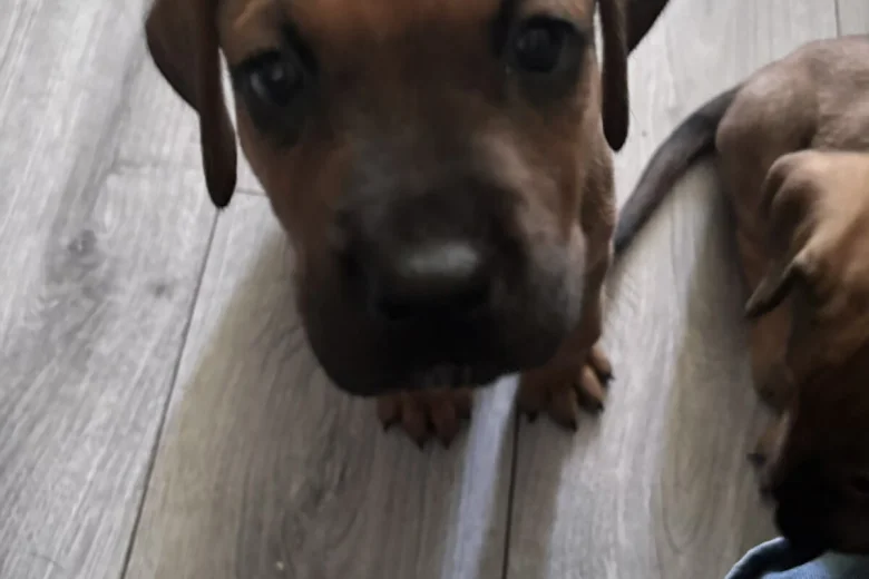 Great Dane
