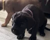Great Dane