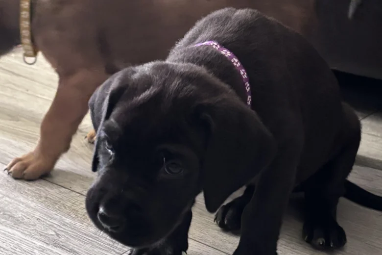 Great Dane