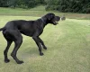 Great Dane