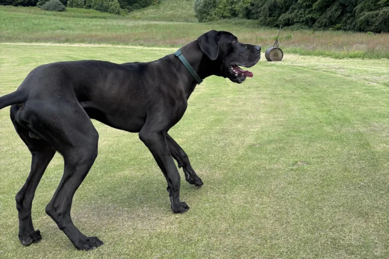 Great Dane