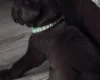 Great Dane
