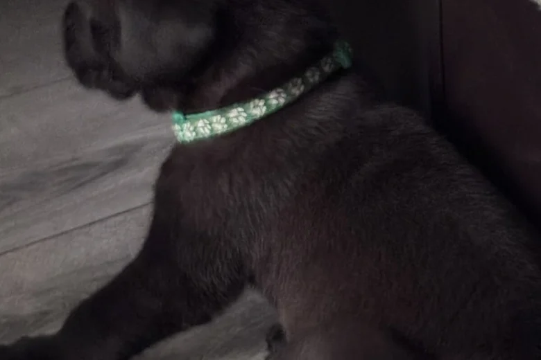 Great Dane