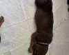 Great Dane
