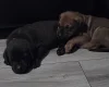 Great Dane