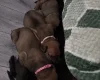 Great Dane