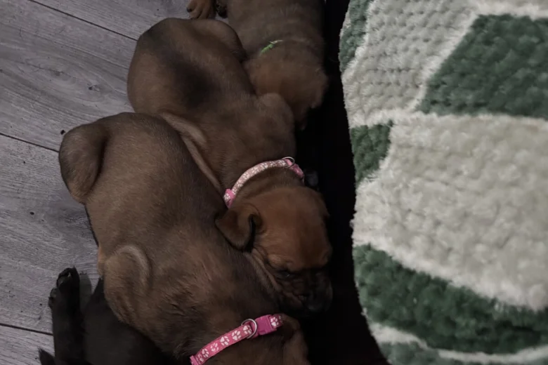 Great Dane