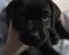 Great Dane