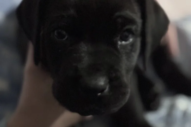 Great Dane