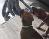 Great Dane