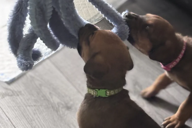 Great Dane
