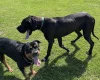 Great Dane