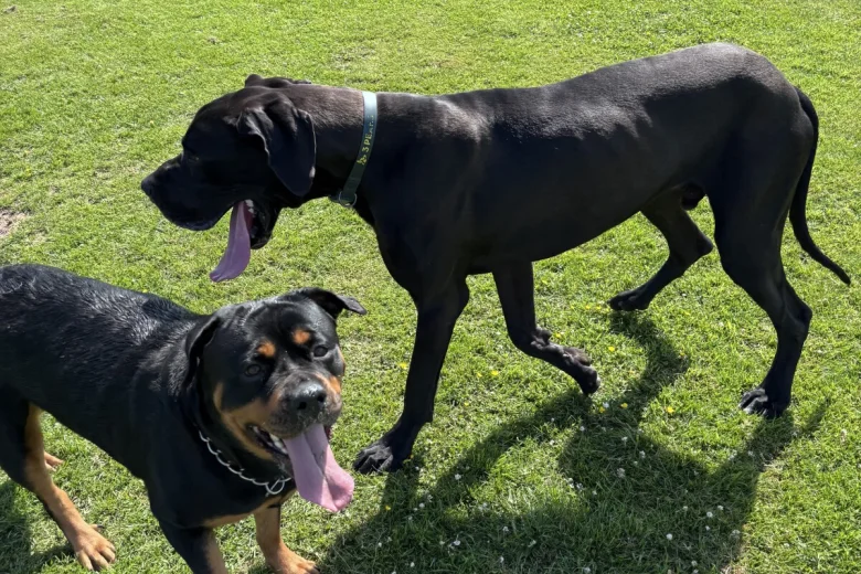 Great Dane