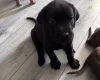 Great Dane