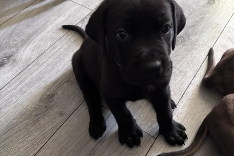 Great Dane