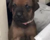 Great Dane
