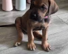 Great Dane