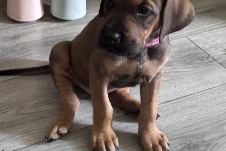Great Dane