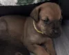 Great Dane