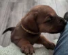 Great Dane