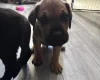 Great Dane