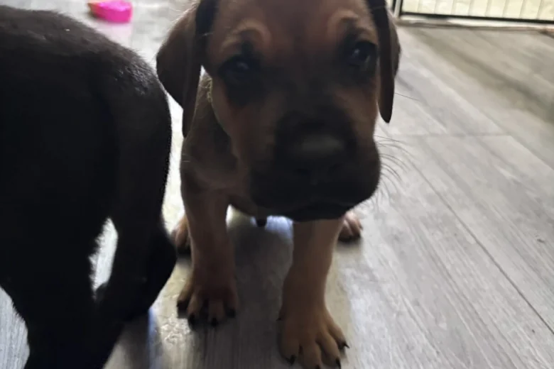 Great Dane