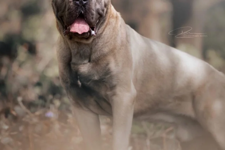Cane Corso