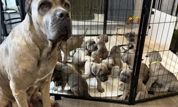 Cane Corso