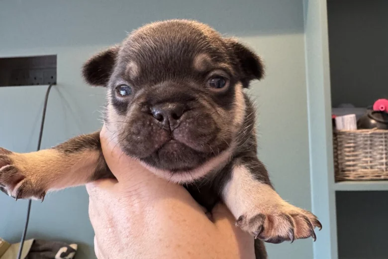 French Bulldog
