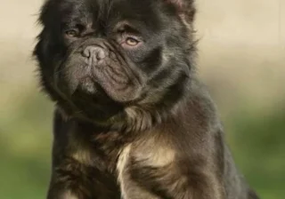 Stud