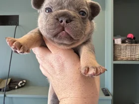 French Bulldog