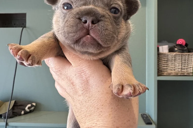 French Bulldog