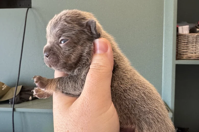 French Bulldog