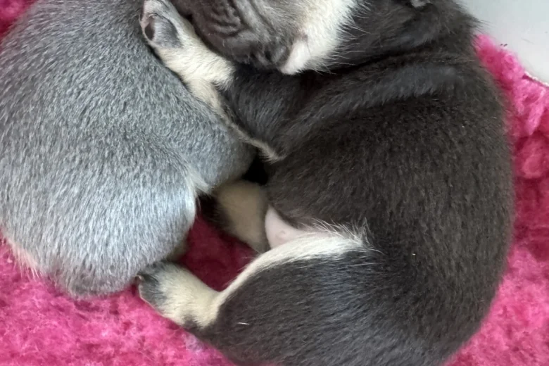 French Bulldog