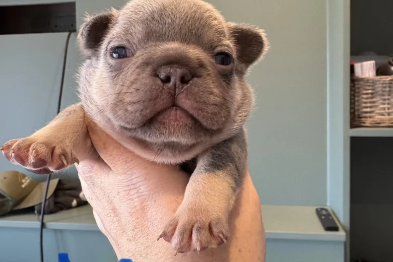 French Bulldog