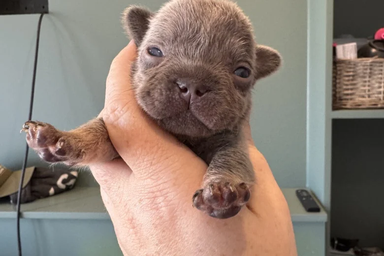 French Bulldog