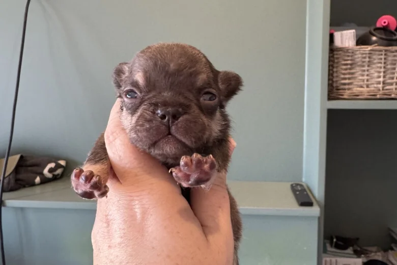 French Bulldog