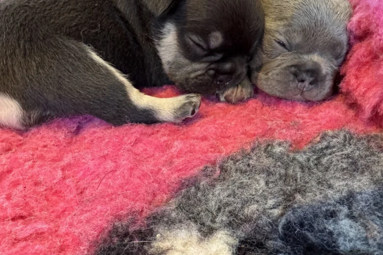 French Bulldog