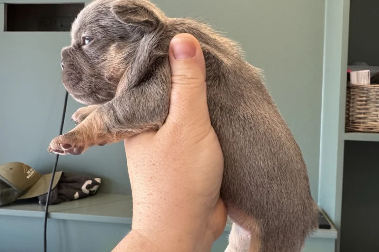 French Bulldog