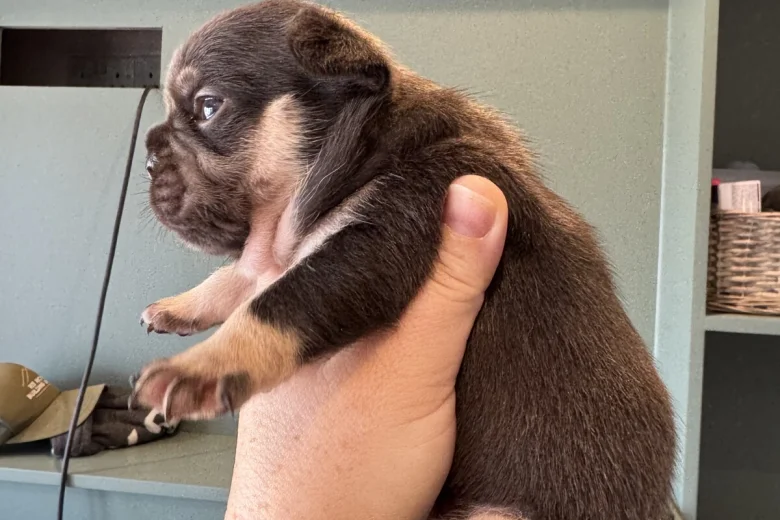 French Bulldog