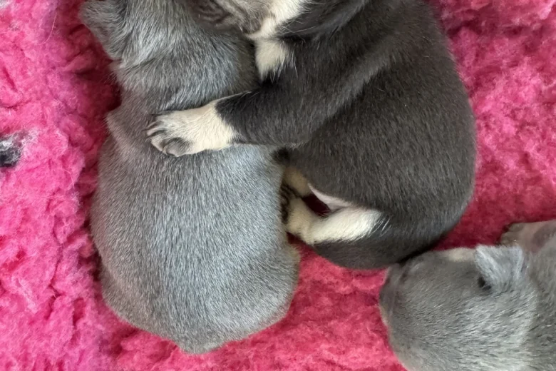 French Bulldog