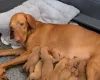 Hungarian Vizsla