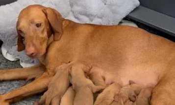Hungarian Vizsla