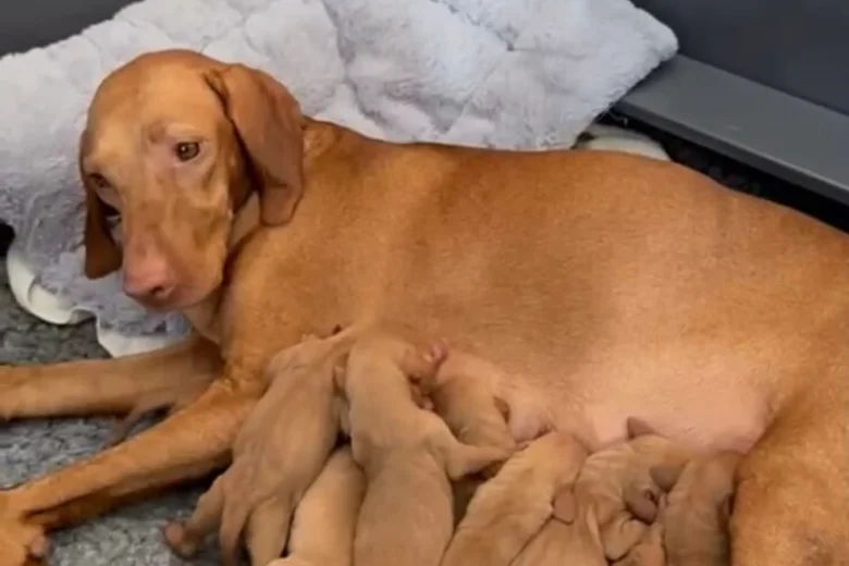 Hungarian Vizsla
