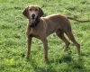 Hungarian Vizsla